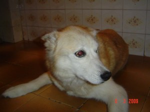 Pouco antes da eutanásia